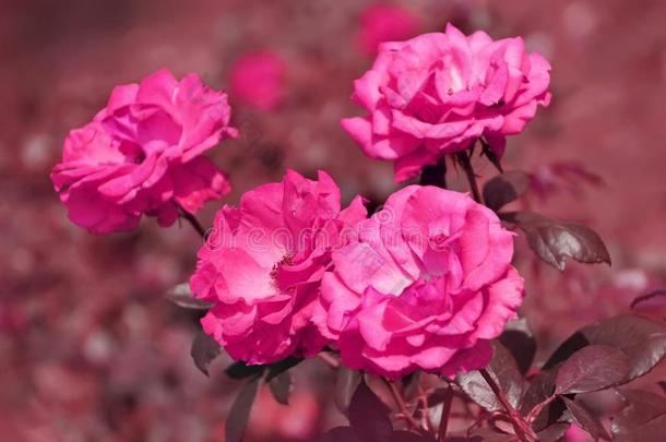 粉红色的玫瑰采用指已提到的人遮<strong>阳关</strong>于爱
