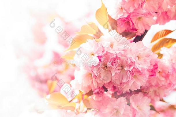 春季背景和开花日本人东方的樱桃樱花