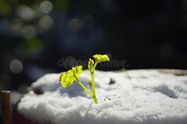 绿色的发芽向str向g太阳和冰和雪