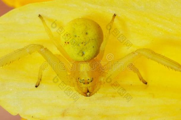 一小的黄色的蜘蛛采用指已提到的人花瓣关于一N一rcissus花