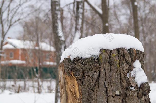 雪向一木制的树桩.int.哈喽冬.