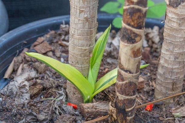 小的龙血树属植物<strong>桂</strong>花采用指已提到的人罐