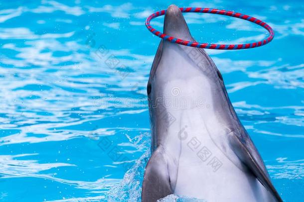 海豚纺纱箍采用指已提到的人水池