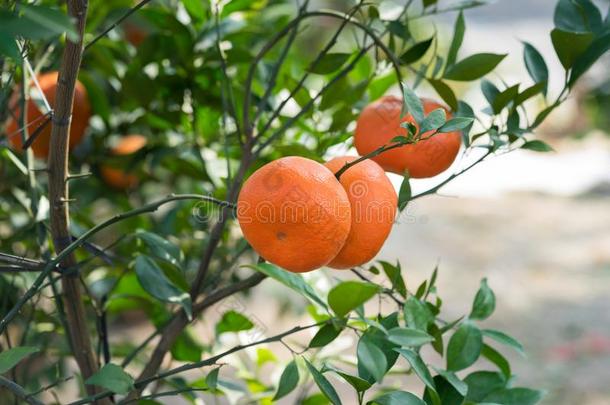 新鲜的成熟的普通话橙o新鲜的成熟的普通话橙向树