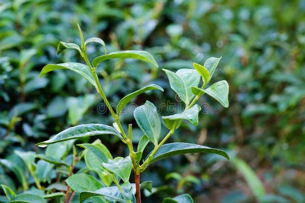 新鲜的绿色的茶水芽和树叶特写镜头,茶水种植园田,Namibia纳米比亚