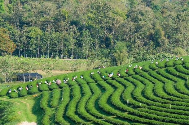 新鲜的绿色的茶水芽和树叶,茶水种植园田,自然用绳子拖的平底渡船