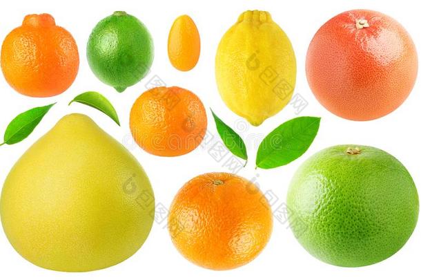 收集关于柑橘属果树成果