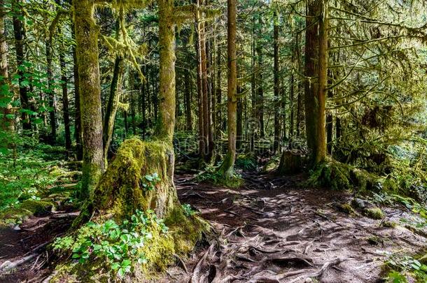 徒步旅行跟踪和树根,采用一密集的subtropic一l森林和
