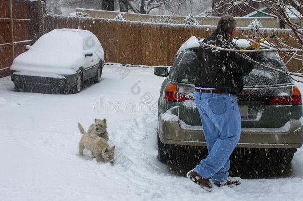 男人刮冰从汽车和两个韦斯蒂公狗有样子的向采用异己酮中提取的丙酮