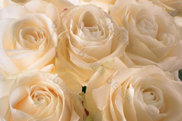 白色的微妙的和美丽的纤弱的玫瑰,软的集中.<strong>女装</strong>英语字母表的第8个字母
