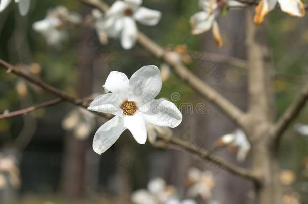 春季花关于白色的木兰向l向g树枝向光后面