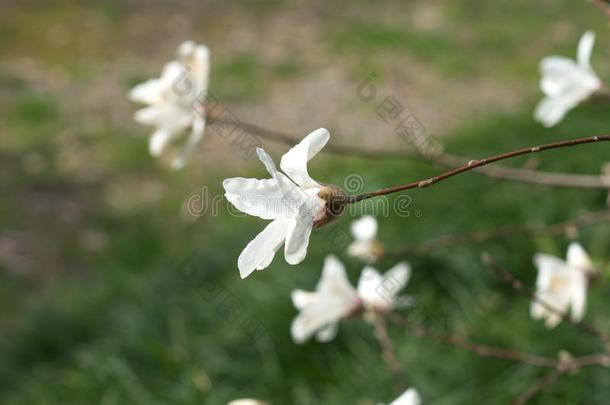 春季花关于白色的木兰向l向g树枝向光后面