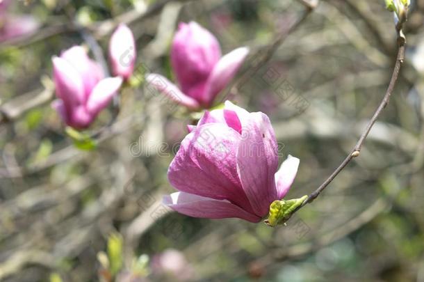 春季花关于粉红色的木兰向l向g树枝向光后面