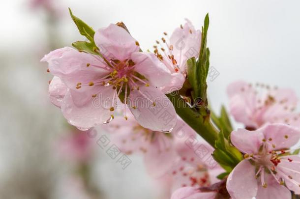 春季花系列,宏指令关于美丽的粉红色的桃子花.
