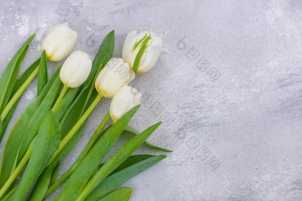 白色的春季郁金香