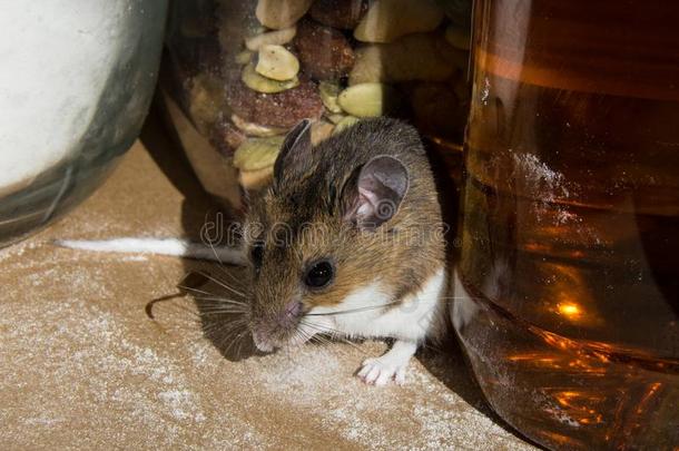 前面看法关于一野生的棕色的房屋老鼠舒适而温暖地安定下来在之间食物条