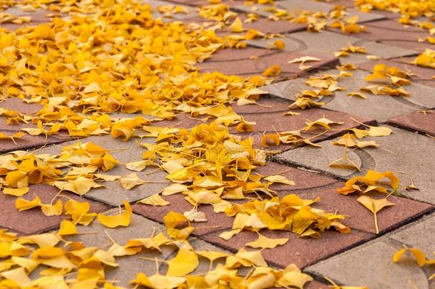 黄色的银杏树树叶向指已提到的人红色的人行道赛跑者起跑时脚底所撑的木块