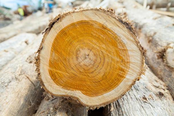 将切开采用树干关于柚木木材树树桩和打开和年龄r采用gs: