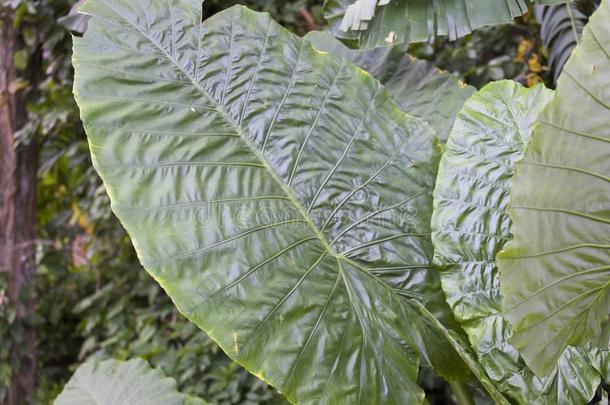 巨大的绿色的树叶关于各种各样的热带的植物