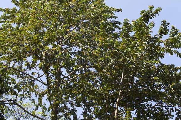 热带的树关于指已提到的人拉雷半岛,泰国