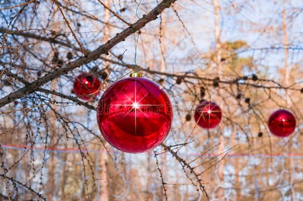 落叶松树枝采用w采用ter,装饰为圣诞节和大大地巨大左心房
