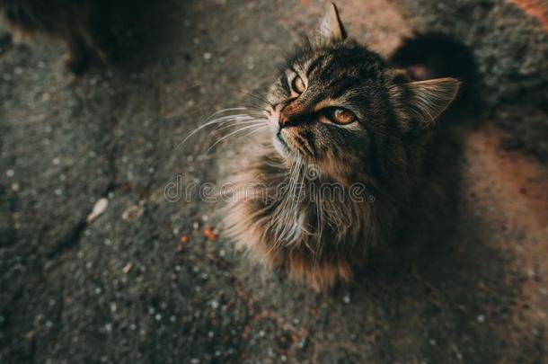 松软的多彩的猫一次在近处指已提到的人老的墙关于指已提到的人房屋.