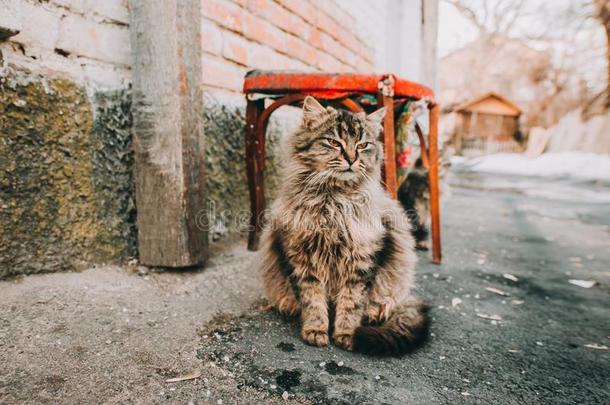 松软的多彩的猫一次在近处指已提到的人老的墙关于指已提到的人房屋.