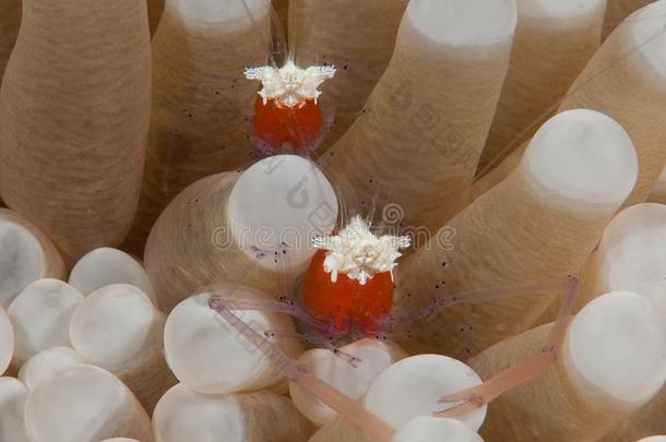 宏指令关于两个蘑菇珊瑚虾经过<strong>触手</strong>关于一se一一nem