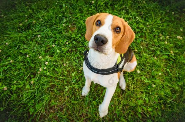 狗年幼的猎兔犬一次和有样子的在上面在指已提到的人照相机