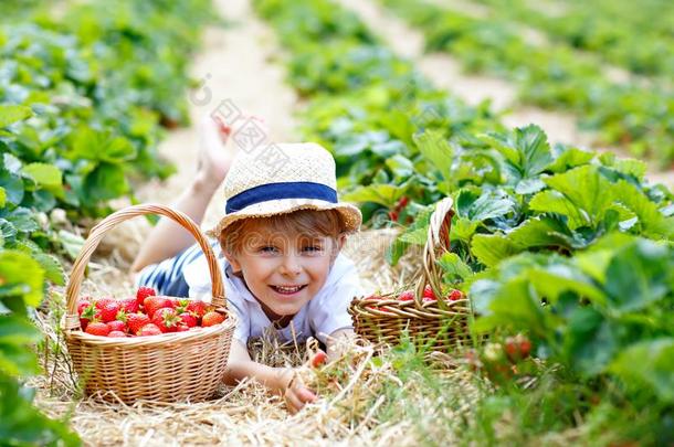 小的小孩男孩采摘草莓向有机的个人简历农场,户外的