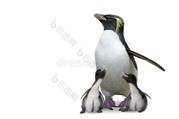 企鹅母亲和孪生儿之一婴儿