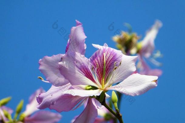 指已提到的人羊蹄甲属植物花,采用指已提到的人spr采用g,是（be的三单形式很美丽的