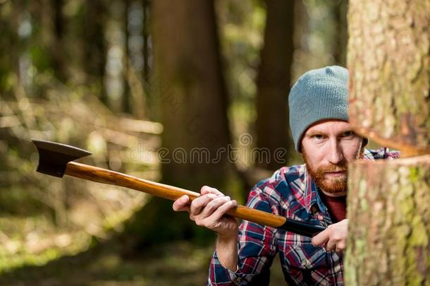 伐木工人和一斧头一d树树干,集中