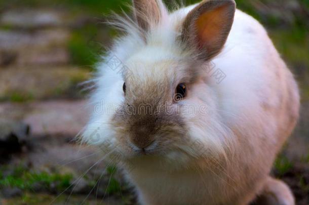 兔子,小的甜的兔子