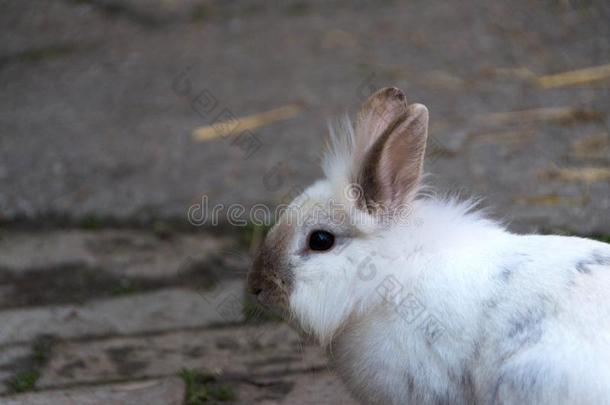 兔子,小的甜的兔子