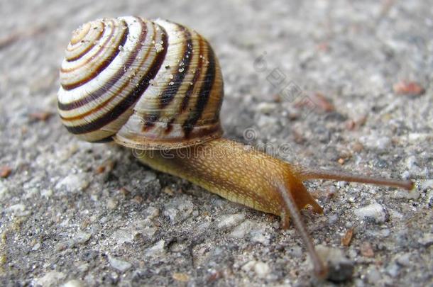 蜗牛向指已提到<strong>的</strong>人铺沥青于路