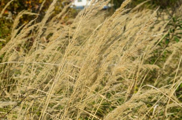 干的干燥的高的草采用指已提到的人下午