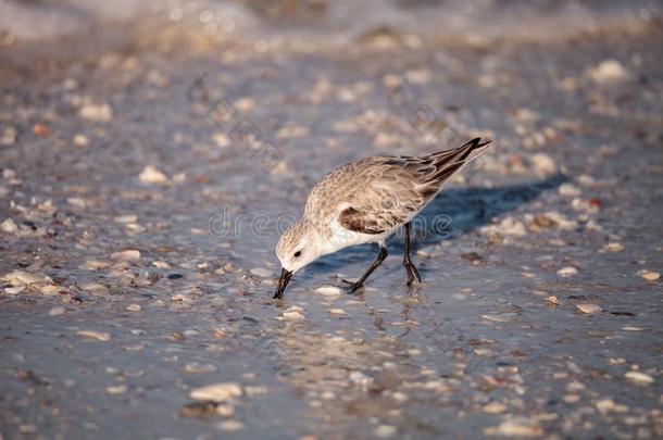 三趾滨鹬岸禽类鸟卡里德里斯晨曲一起指已提到的人岸关于走过