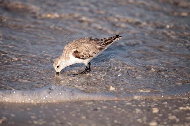三趾滨鹬岸禽类鸟卡里德里斯晨曲一起指已提到的人岸关于走过