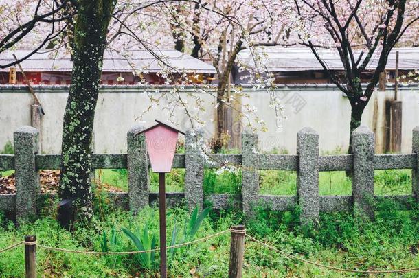 平野圣地樱桃花节日采用京都,黑色亮漆