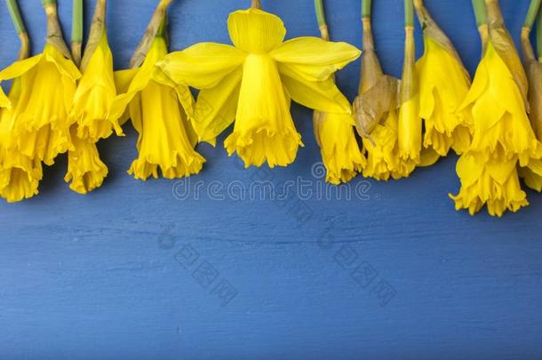 黄色的水仙花向一蓝色b一ckground.