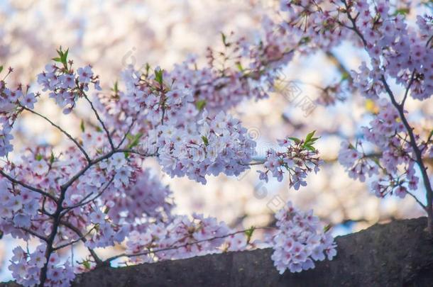 充分地-真空镀膜樱桃花在上野Park上野人名采用上野distribute分发