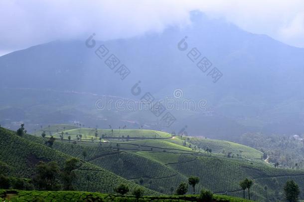 茶水种植园,穆纳尔