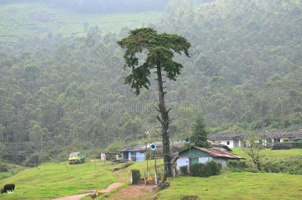 茶水种植园,穆纳尔