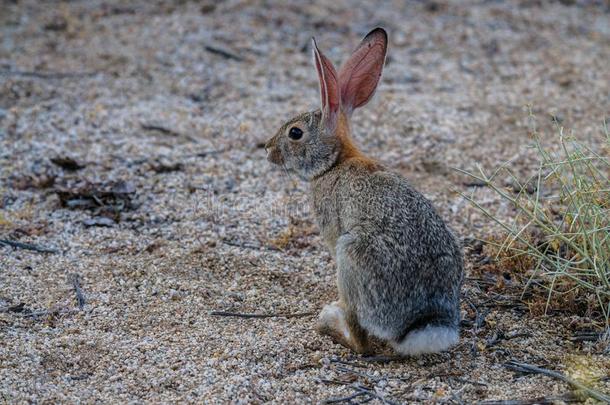 沙漠棉尾兔兔子