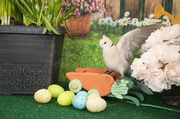 白色的有领圈的鸽登陆经过有色的复活节卵和春季