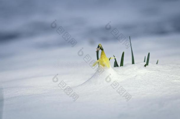 水仙<strong>花</strong>大量的采用雪