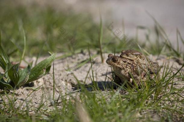 两个蛙在的时候指已提到的人春季欢庆经过指已提到的人绿色的草