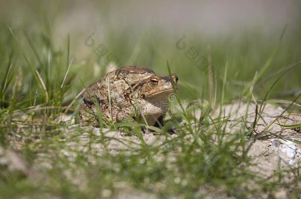 两个蛙在的时候指已提到的人春季<strong>欢庆</strong>经过指已提到的人绿色的草