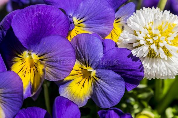 雏菊和三色紫罗兰.蓝色心平气和.花床和三色紫罗兰和